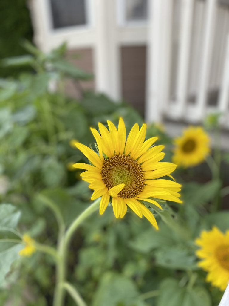 Accidental Sunflower