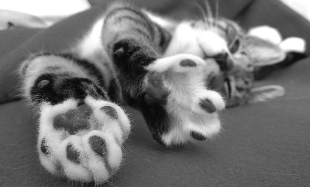 Cat paws so cute.