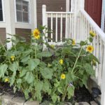 Birdseed Sunflowers Summer 2020