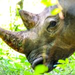 rhino Photo by Francesco Ungaro from Pexels