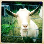 Goat at Beltane Farm